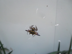Gasteracantha fornicata