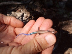 Plestiodon callicephalus