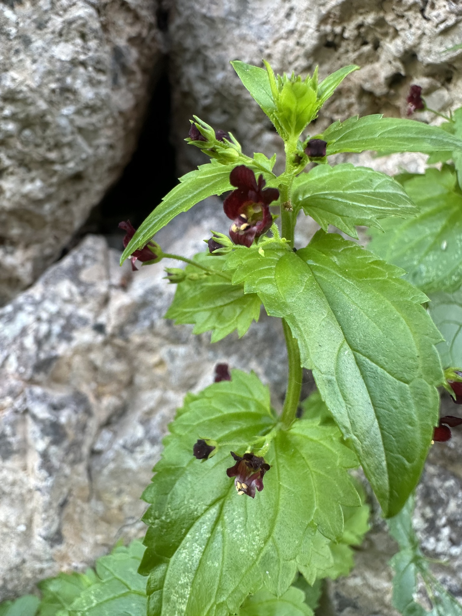 Mediterranean Figwort (Scrophularia peregrina)