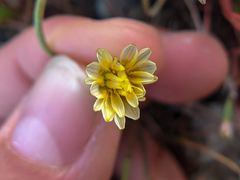 Microseris douglasii