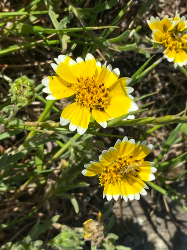 tidy tips (Layia platyglossa)