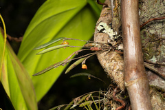 Tiny Lepanthopsis (Lepanthopsis apoda)