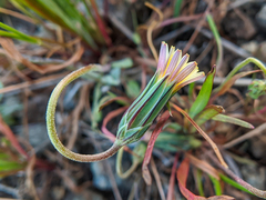Microseris douglasii