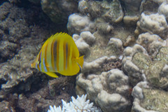 Chaetodon rainfordi