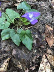 Viola langloisii