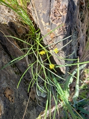 Lomatium marginatum marginatum