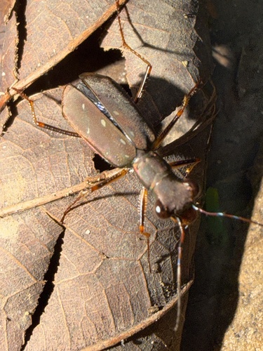 Cicindela xanthophila