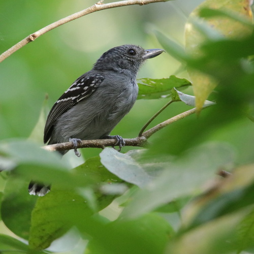 Black-crowned Antshrike