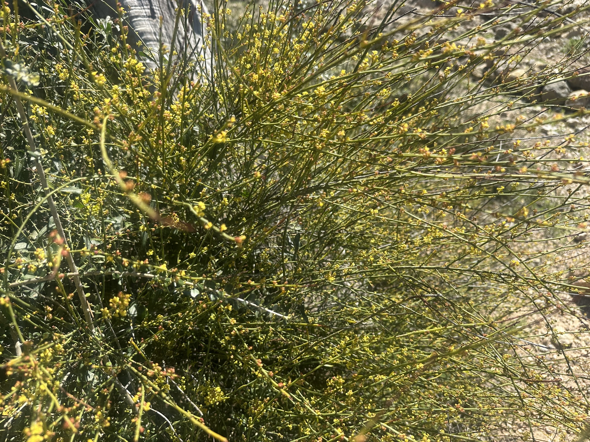 Osyris Alba (Osyris alba)