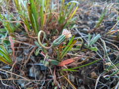 Microseris douglasii