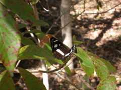 Phaedyma shepherdi