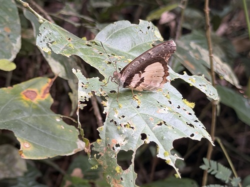 Gambia Nymph