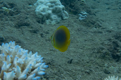 Chaetodon aureofasciatus