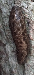 Megapallifera mutabilis image
