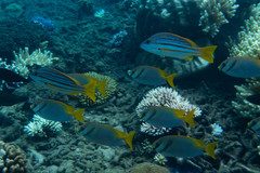 Lutjanus carponotatus