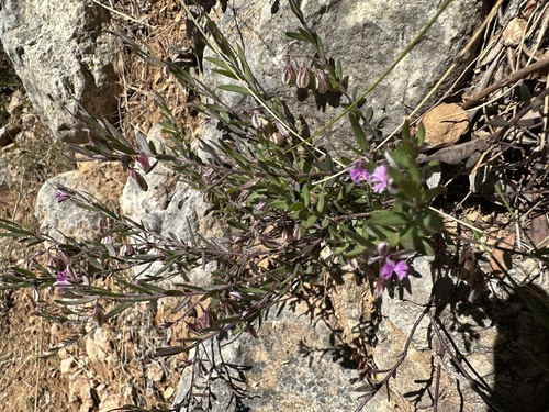 Rock Milkwort (Polygala rupestris)