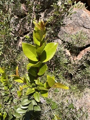 Le Myrte Commun (Myrtus communis)