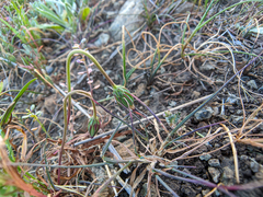 Microseris douglasii