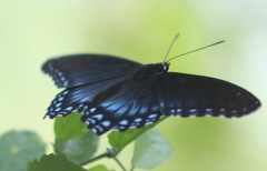 Limenitis arthemis arizonensis