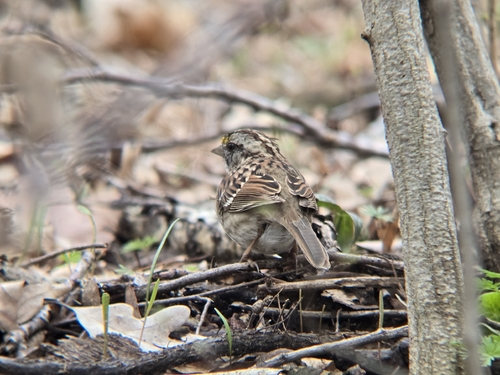 White-throated Sparrow photographed in Iowa