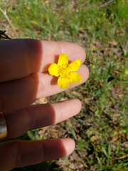 Ranunculus occidentalis occidentalis