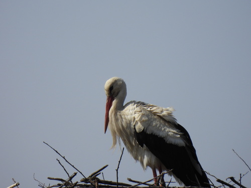 European White Stork