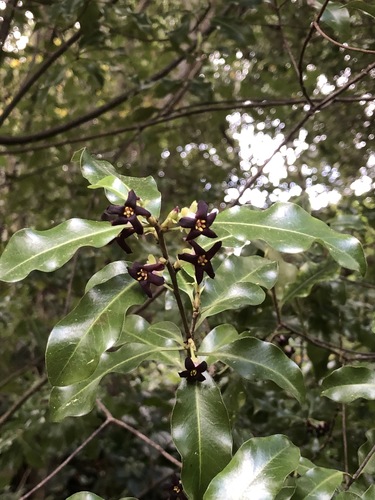 Pittosporum tenuifolium iNat (2)