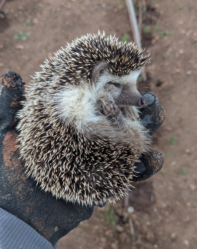 North African Hedgehog, 07712 Maó, Illes Balears, Espanya, photo 10 of 10