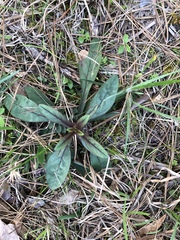 Penstemon laxiflorus