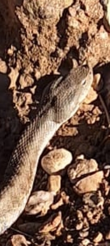 Lataste's Viper