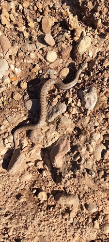Lataste's Viper