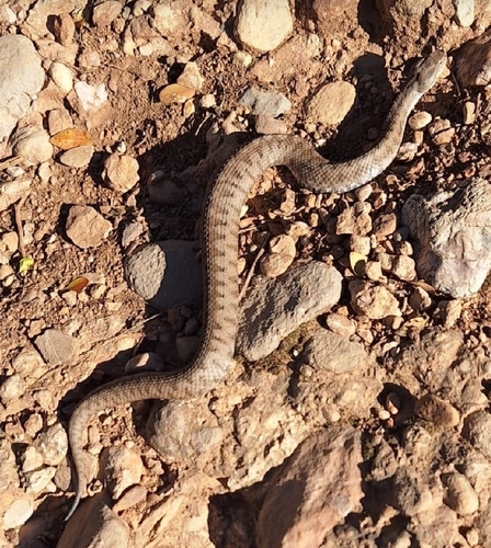 Lataste's Viper