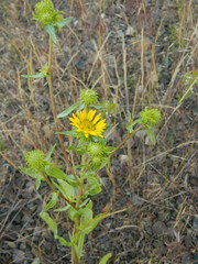 Grindelia nana