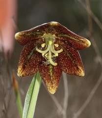 Fritillaria biflora ineziana