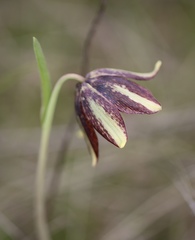 Fritillaria biflora ineziana