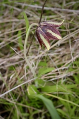 Fritillaria biflora ineziana