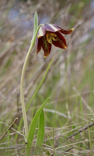 Fritillaria biflora var. ineziana