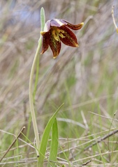 Fritillaria biflora ineziana