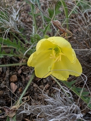 Oenothera primiveris