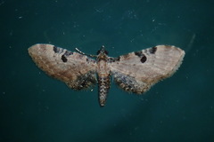 Eupithecia subtilis