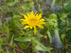 Grindelia nana