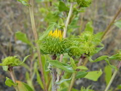 Grindelia nana