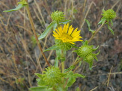 Grindelia nana