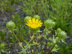 Grindelia nana