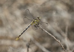 Phanogomphus militaris