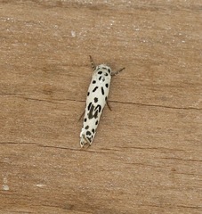 Ethmia bittenella