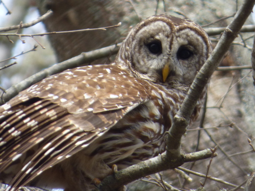 Barred Owl photographed in Arkansas