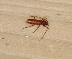 Geropa concolor