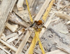 Habronattus forticulus