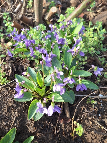 Viola prionantha, photograph 6